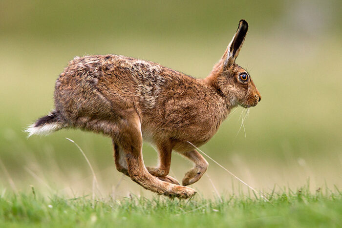 Εμπλουτισμός βιοτόπων με λαγούς