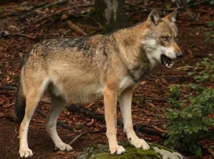 Θανατηφόρα επίθεση λύκων