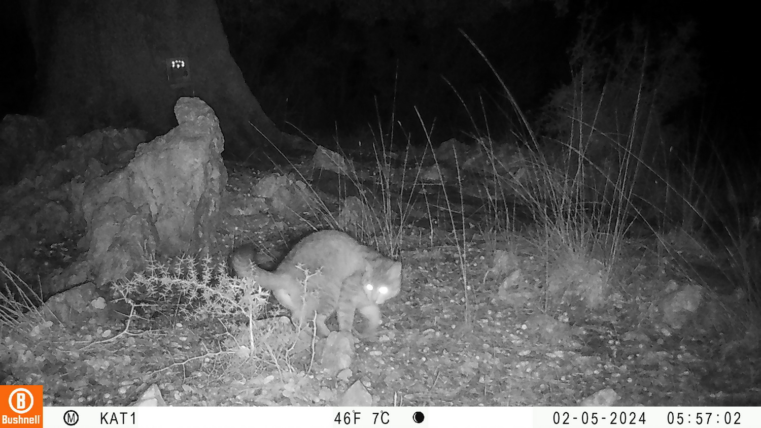 Κρητικός αγριόγατος