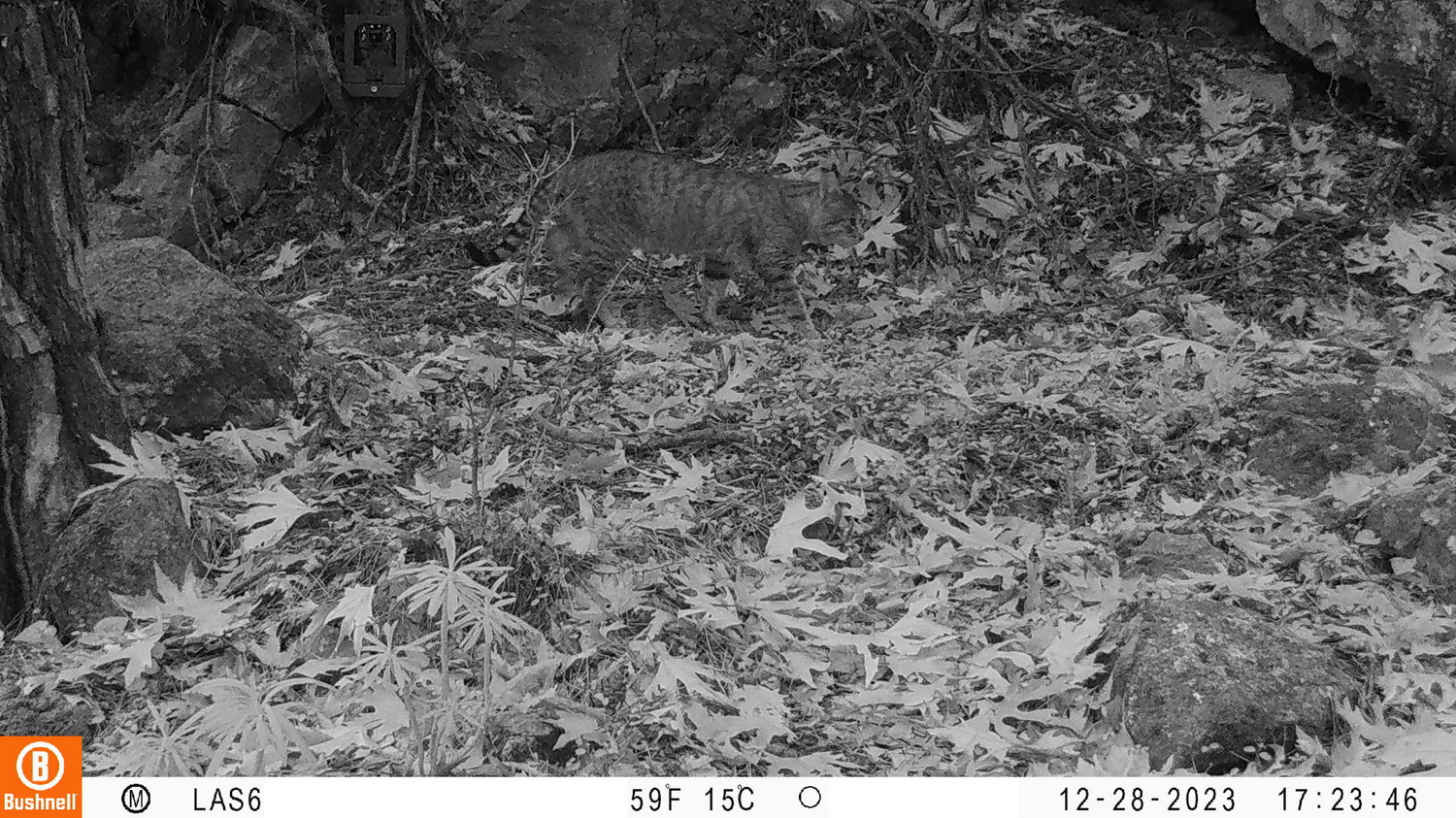 Κρητικός αγριόγατος