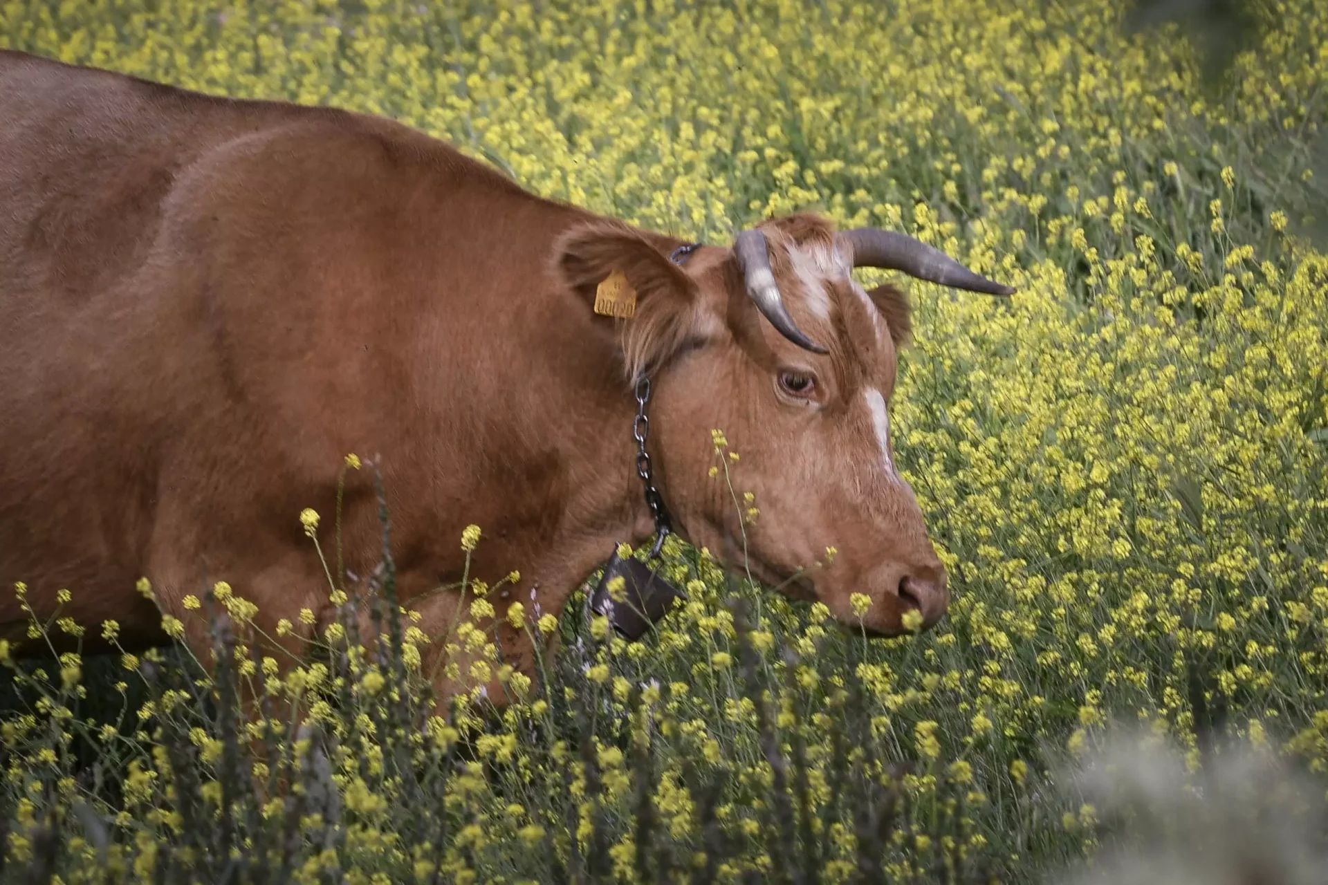 Η γρίπη των πτηνών