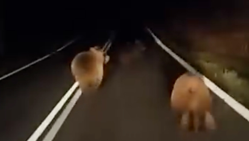 Τρεις αρκούδες...βολτάρουν