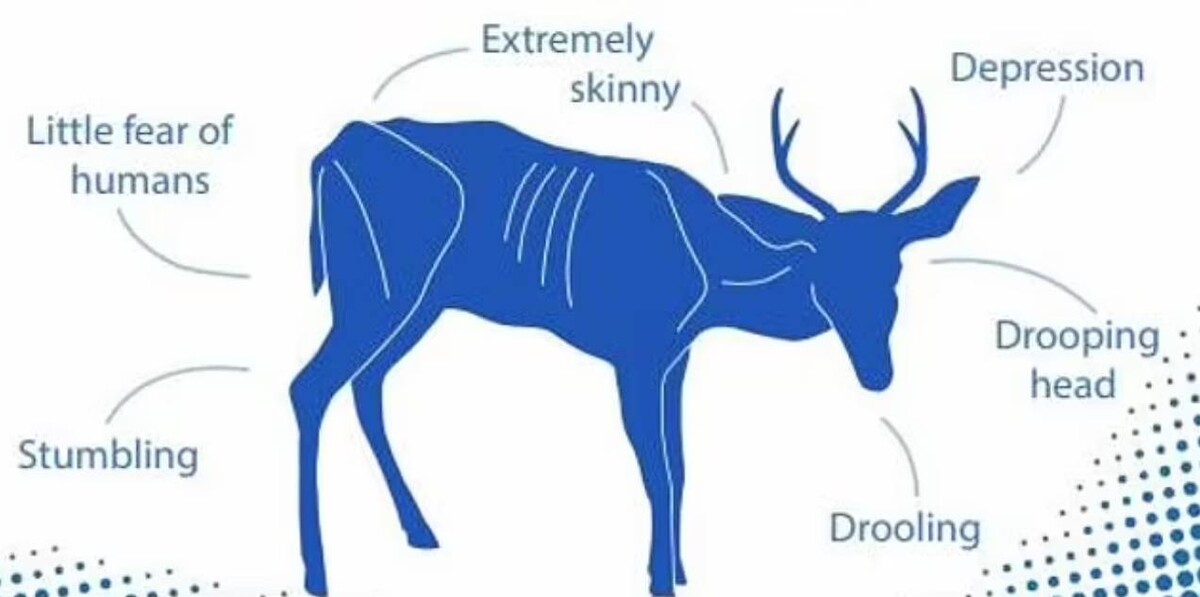 ΗΠΑ : Φόβοι ότι κυνηγοί πέθαναν από τη νόσο των «ελαφιών ζόμπι» - Πώς μολύνθηκαν