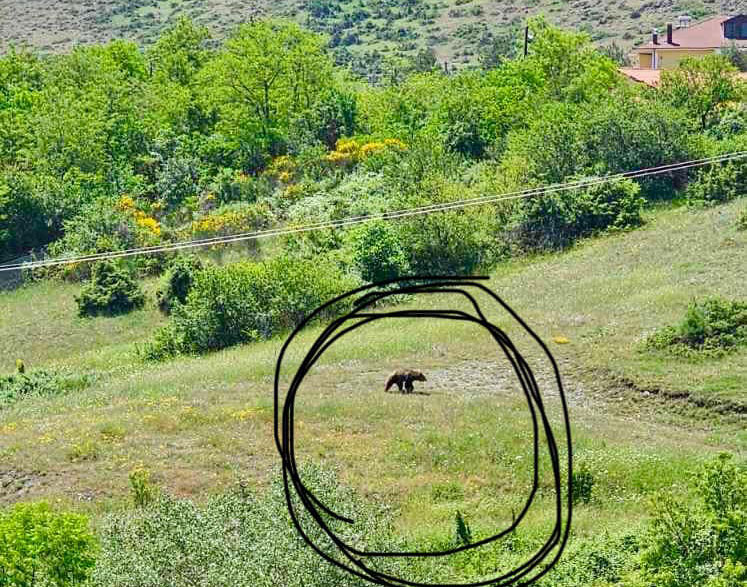 Αρκούδα μέρα μεσημέρι στο Νταηλάκη στην Καστοριά
