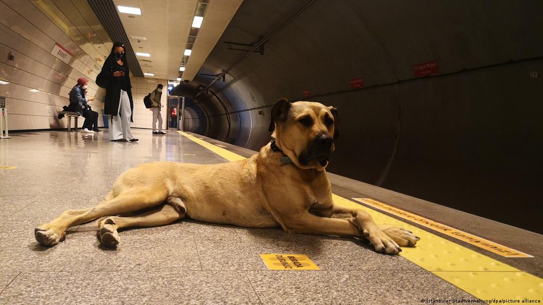 Θανάτωση χιλιάδων αδέσποτων σκύλων στην Τουρκία;