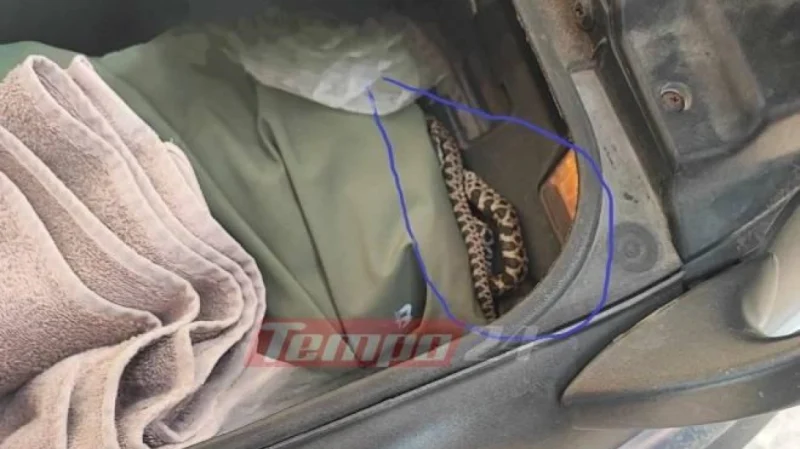 Φίδι κουλουριασμένο σε μπαγκαζιέρα