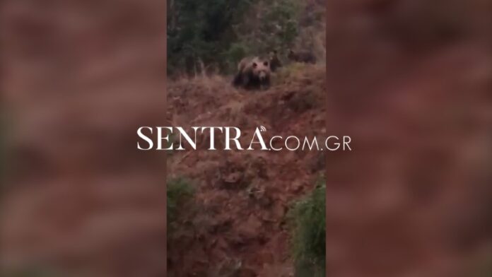 εμφάνιση της αρκούδας με 3 μικρά στην Καστοριά