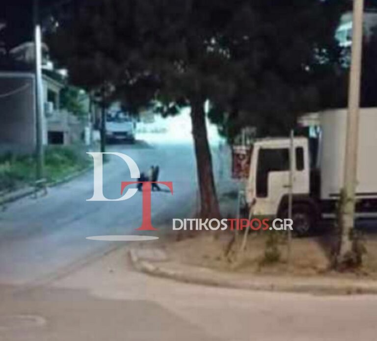 Πανικός στο Άργος Ορεστικό – Μεγαλόσωμη αρκούδα κυκλοφορεί μέσα στην πόλη ...VIDEO