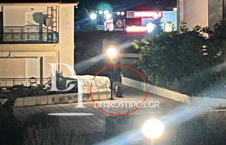 Άργος Ορεστικό : Αρκούδα εμφανίστηκε στις εργατικές κατοικίες της πόλης