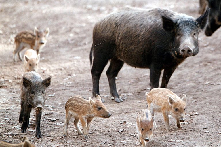 Τρια νέα κρούσματα πανώλης σε αγριόχοιρους στη Δράμα
