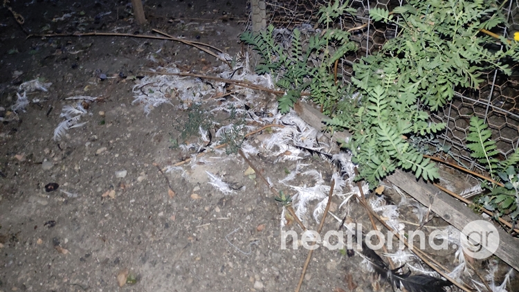 Άλλο ένα περιστατικό όπου αρκούδες έσπασαν περίφραξη σε κοτέτσι και έπνιξαν κότες...VIDEO