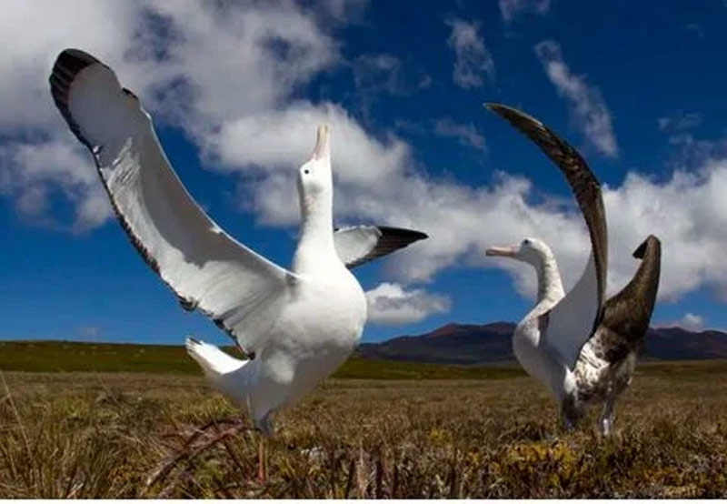 Οικολογικές δολοφονίες : Θα βομβαρδίσουν νησί για να εξοντώσουν ένα εκατ. ποντίκια