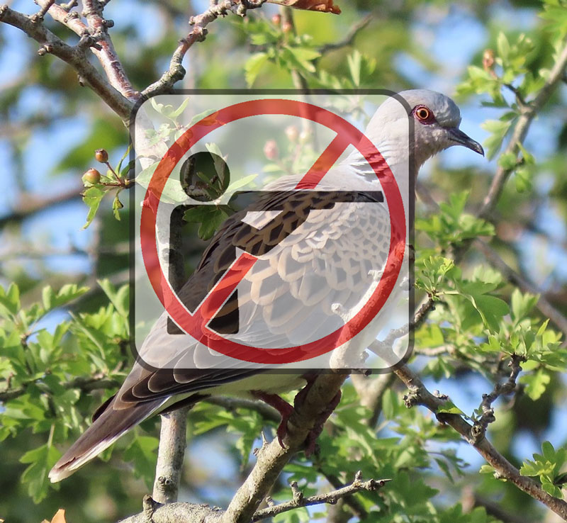ΠΡΟΣΟΧΗ! Από αυτή τη στιγμή απαγορεύεται η θήρα του τρυγονιού στην Ελλάδα