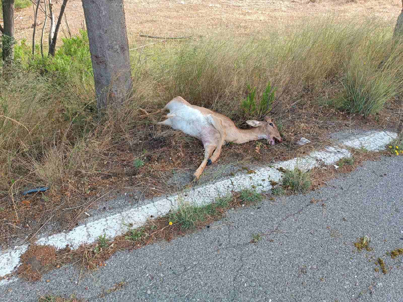 Δεν έχουν τέλος τα τροχαία ατυχήματα με τα ελάφια
