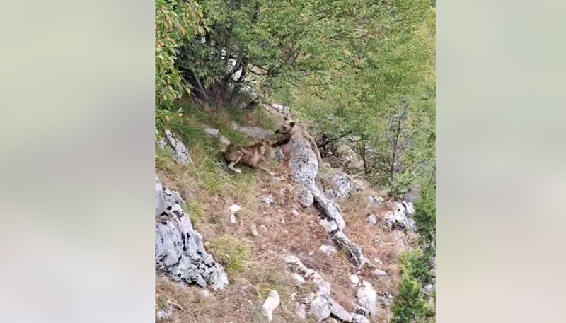 Μάχη τσοπανόσκυλων με αρκούδα στη Μηλιά Μετσόβου....VIDEO