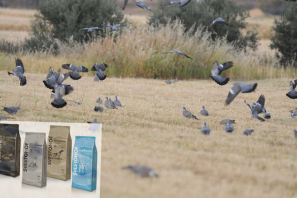 Ανταπόκριση περασμάτων : Παύση για τις τσίχλες. Η ώρα για τις φάσσες ....21/10/2024