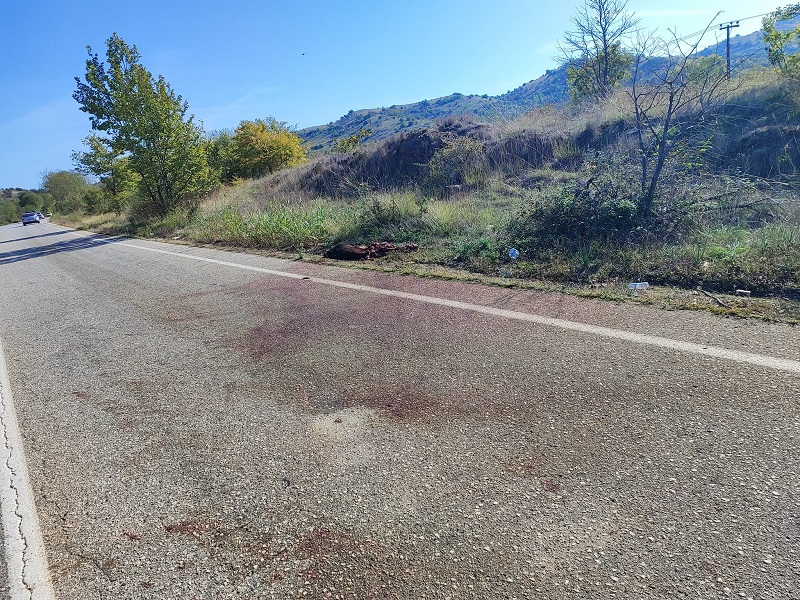 Σφοδρή σύγκρουση αυτοκινήτου με αγριογούρουνο στο δρόμο Μουζακίου – Καρδίτσας