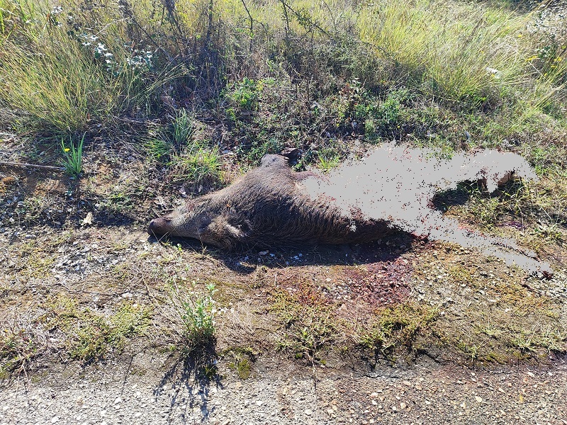 Σφοδρή σύγκρουση αυτοκινήτου με αγριογούρουνο στο δρόμο Μουζακίου – Καρδίτσας