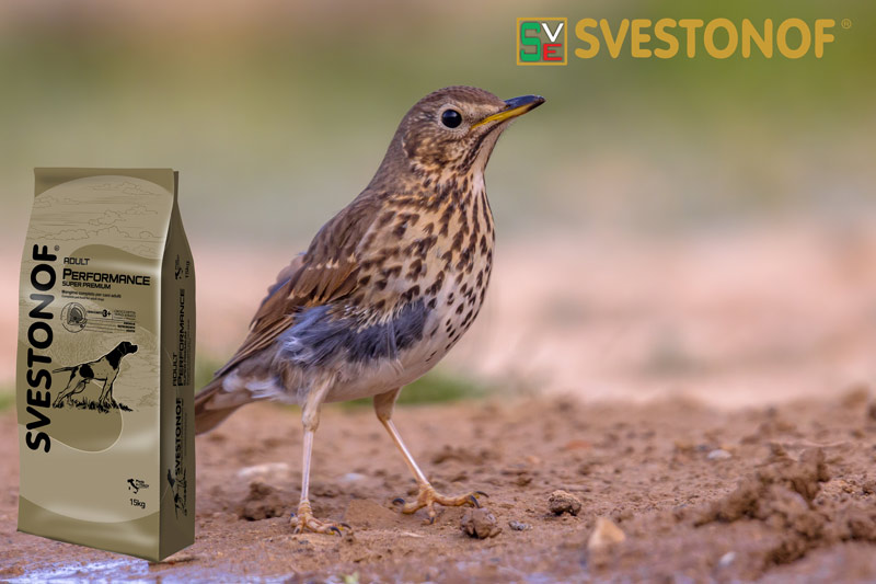 Ανταπόκριση περασμάτων : Άρχισε η κάθοδος της τσίχλας....9/10/2024