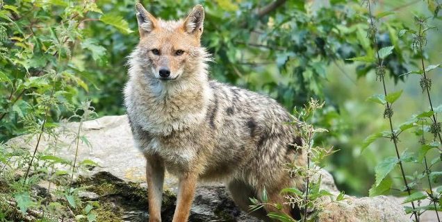 Επιτράπηκε το κυνήγι του χρυσού τσακαλιού στην Αυστρία