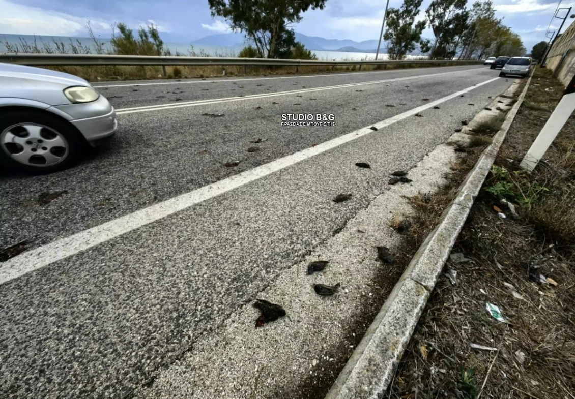 Σοκ στην Αργολίδα: Εκατοντάδες νεκρά πουλιά στην παραλιακή Ναυπλίου - Νέας Κίου ...VIDEO