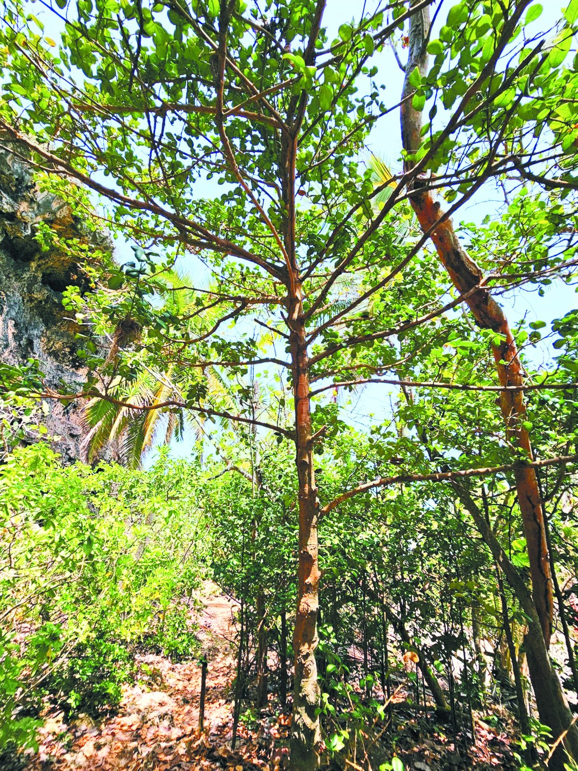 Ποια είδη δένδρων στην Ελλάδα κινδυνεύουν με εξαφάνιση