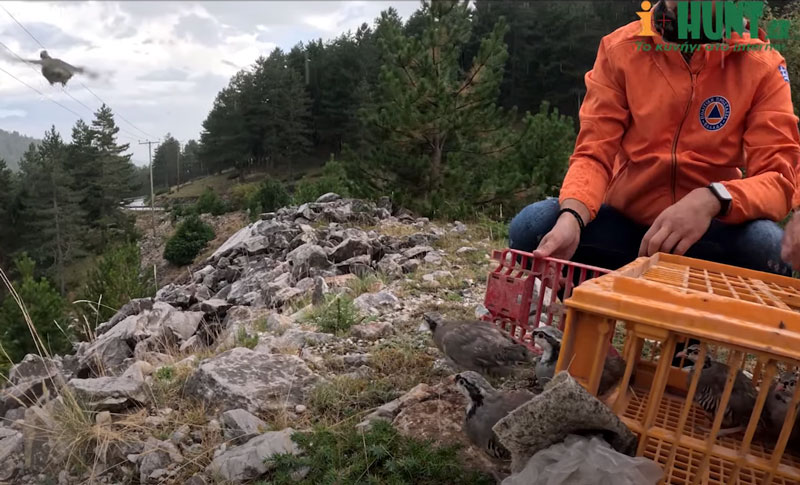 Κ.Σ. Προσοτσάνης : Εμπλουτισμός βιοτόπων με ορεινές πέρδικες .....VIDEO