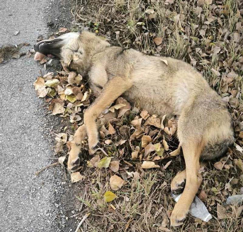 Τροχαίο με λύκο στο Αρμενοχώρι Φλώρινας