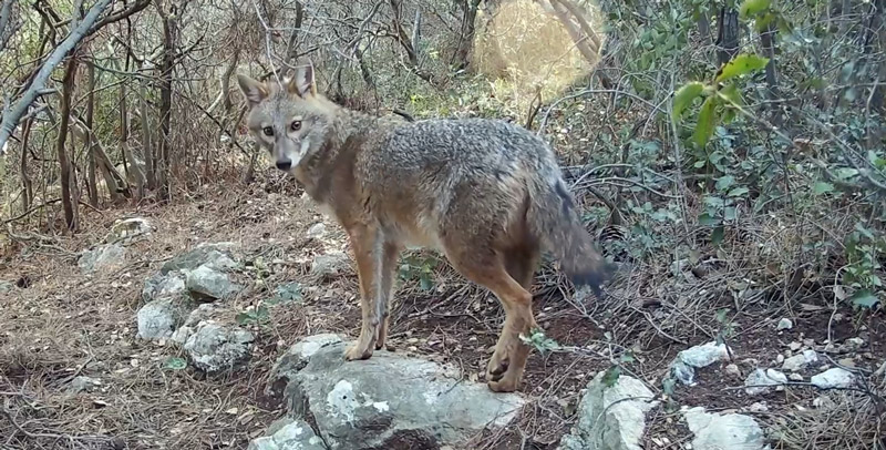 10.000.000 ευρώ για την προστασία του Χρυσού Τσακαλιού της Σάμου;