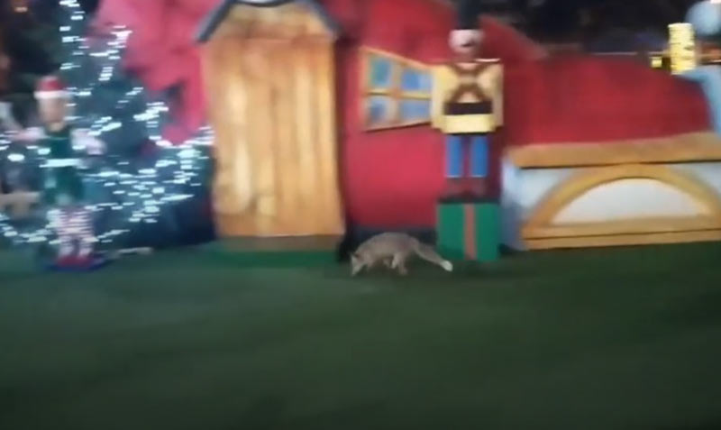 Αλεπού επισκέφθηκε το Χριστουγεννιάτικο χωριό