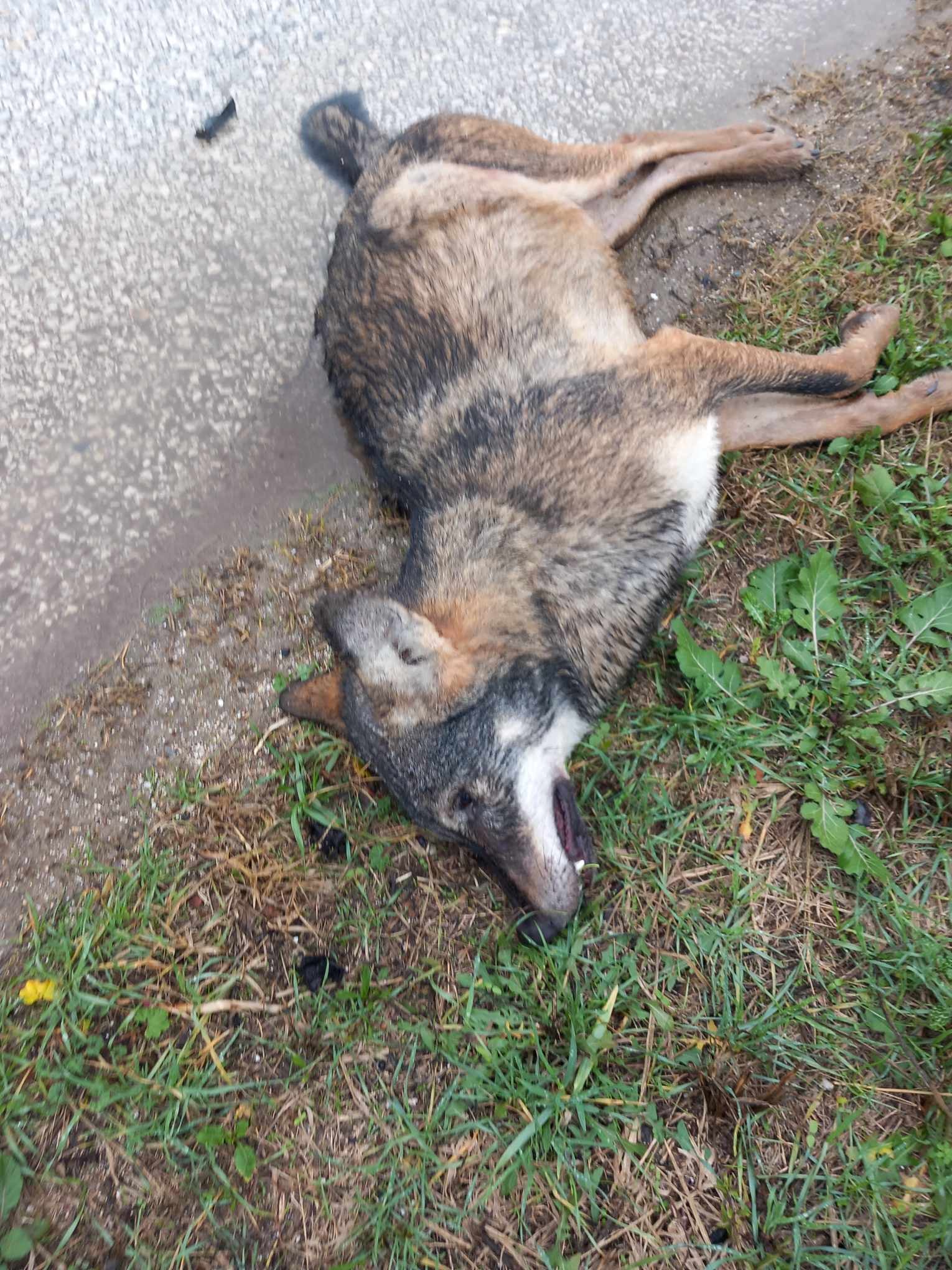 Tροχαίο με λύκο στον Λαγκαδά