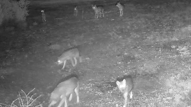 Αγέλη λύκων ....πολιορκεί τη Χαλκίδα!!!!