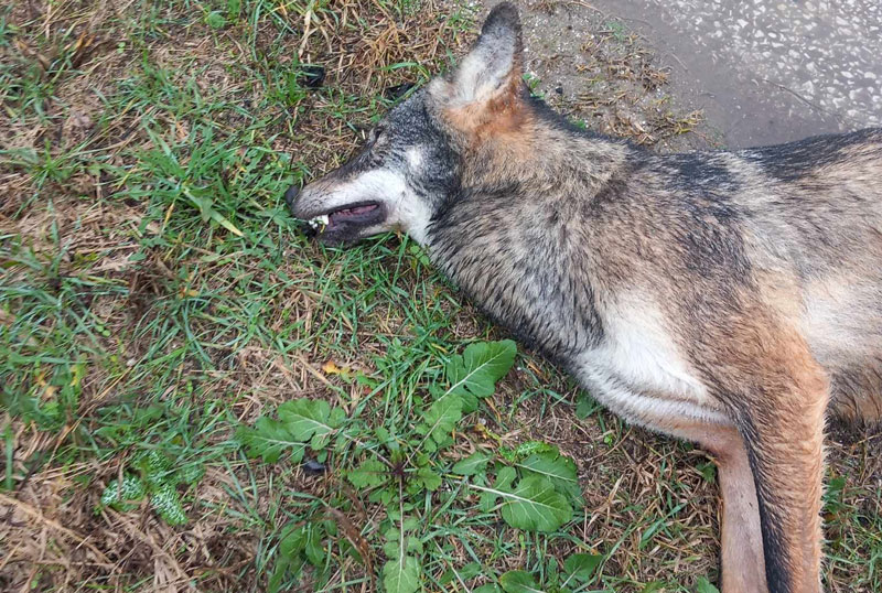 Tροχαίο με λύκο στον Λαγκαδά