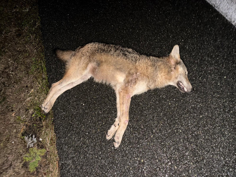 Τροχαίο με λύκο στη Θέρμη