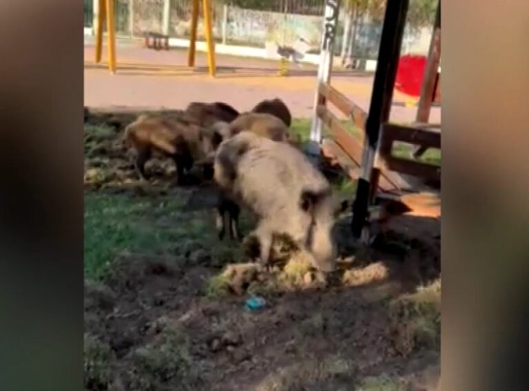 Θεσσαλονίκη : Πρόκληση ζημιών και ανησυχία στους κατοίκους από τους αγριόχοιρους