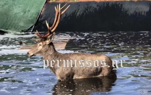 Διάσωση ελαφιού που είχε πέσει σε στέρνα στην Καλλιθέα Τανάγρας...VIDEO