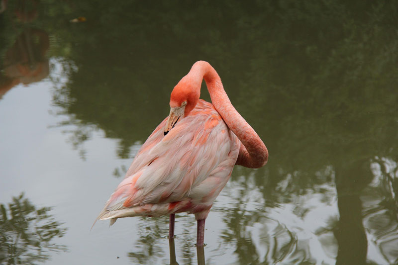 Λίμνη Κάρλα: Λαθροθήρες σκότωσαν φλαμίνγκο