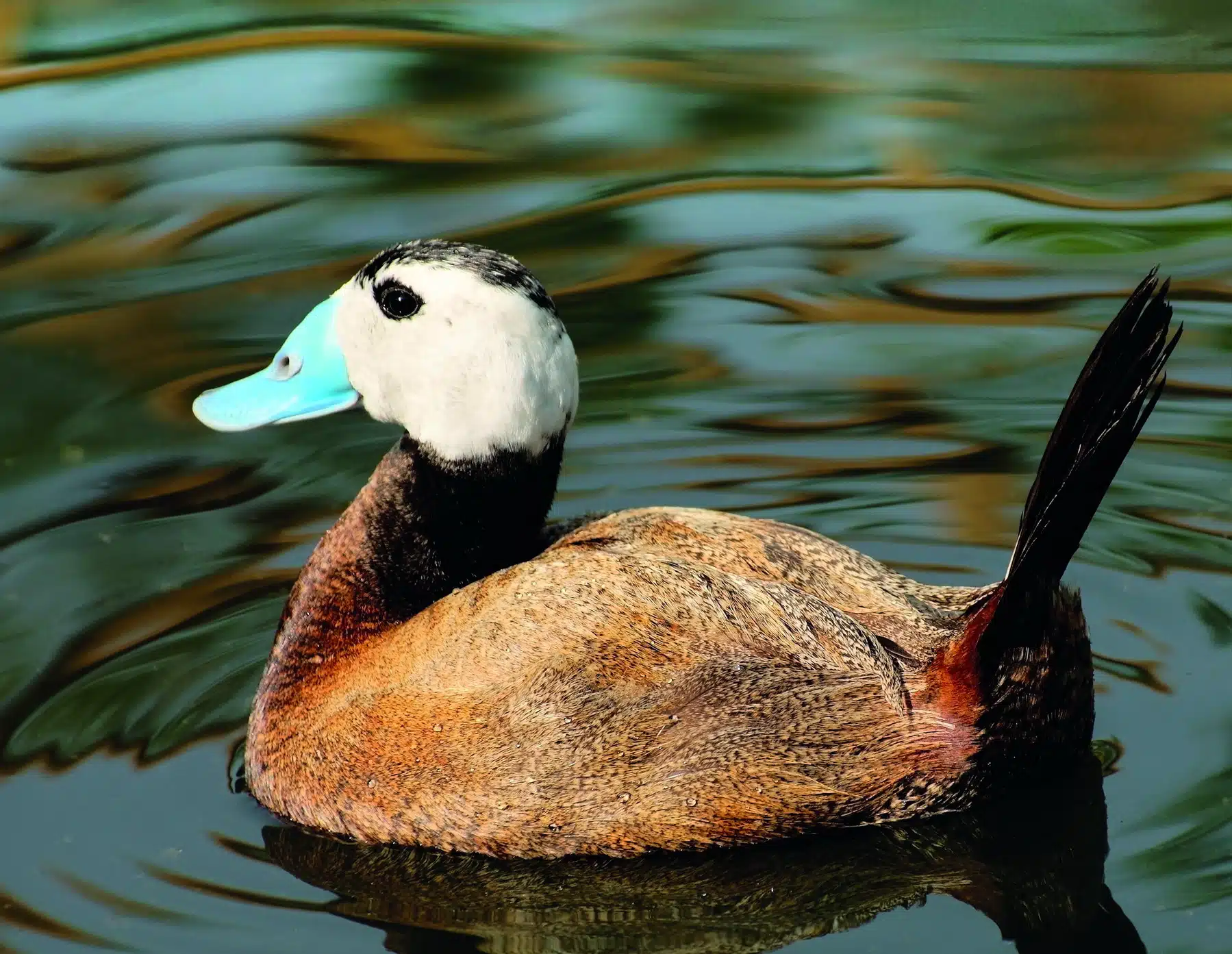 Σημαντικές καταγραφές σπάνιων πουλιών σε Δέλτα Έβρου-Βιστωνίδα-Ισμαρίδα