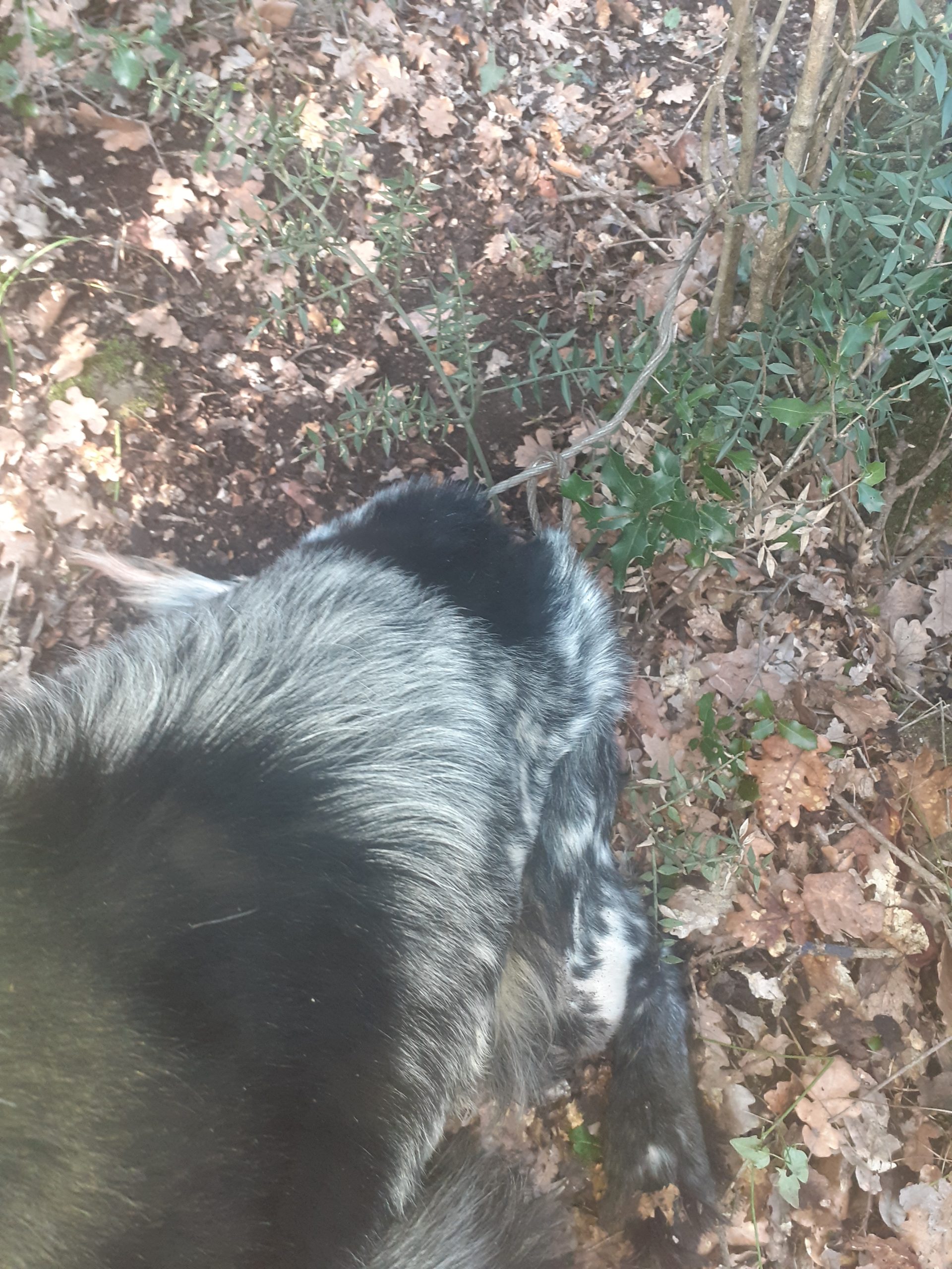 Αγγλικό σέττερ πιάστηκε σε συρμάτινη θηλιά σε κυνήγι μπεκάτσας....VIDEO