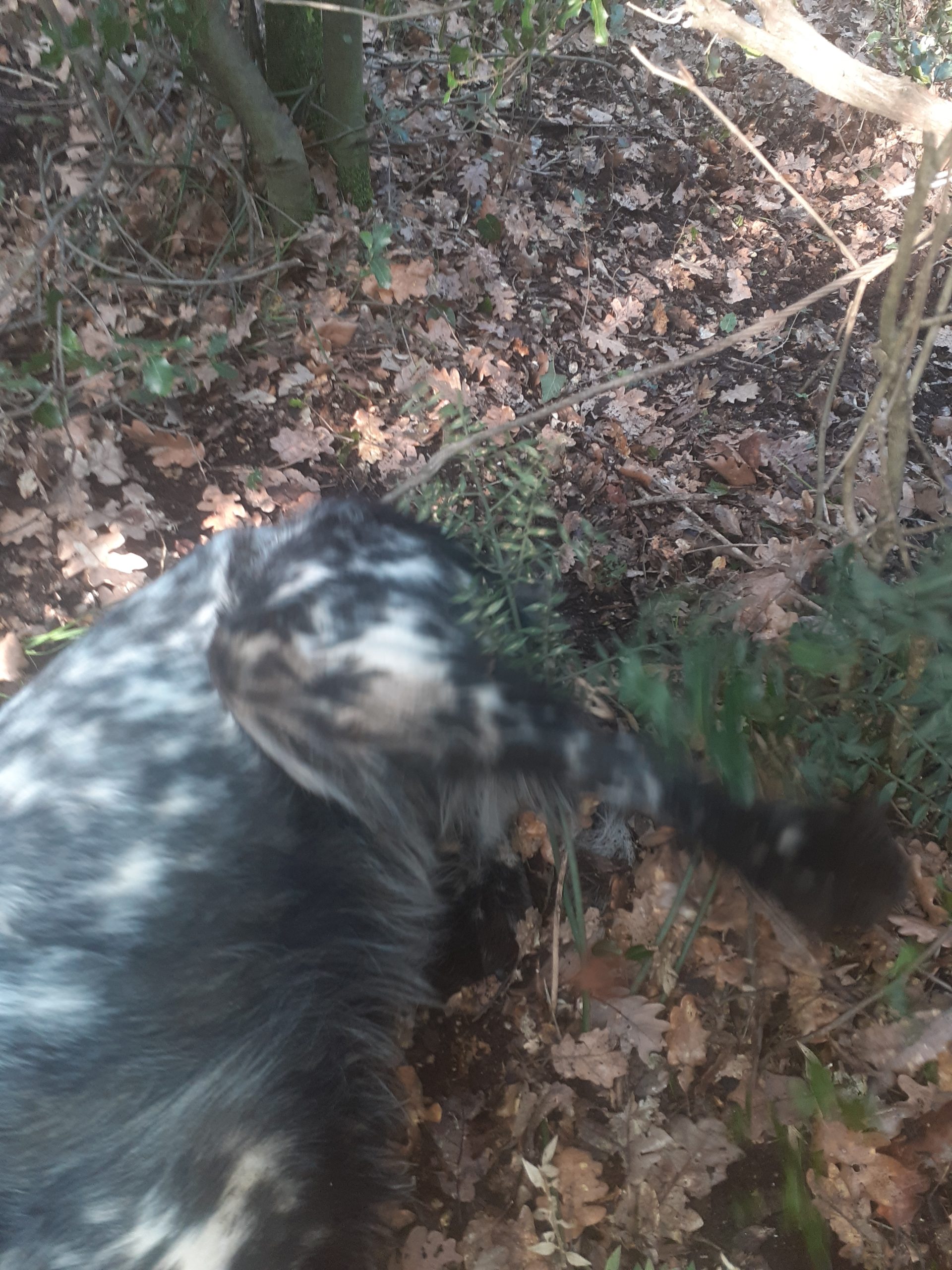 Αγγλικό σέττερ πιάστηκε σε συρμάτινη θηλιά σε κυνήγι μπεκάτσας....VIDEO