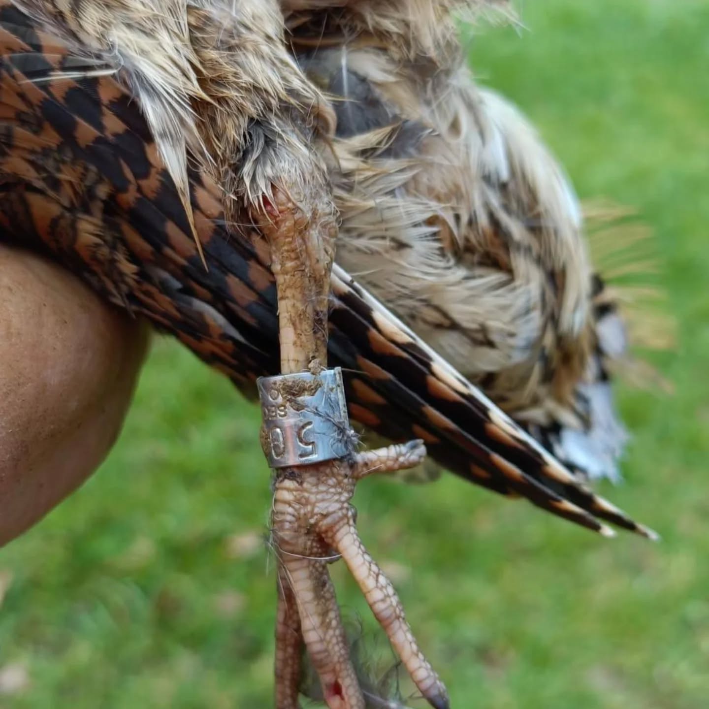 Θηρεύτηκε μπεκάτσα εννέα ετών!