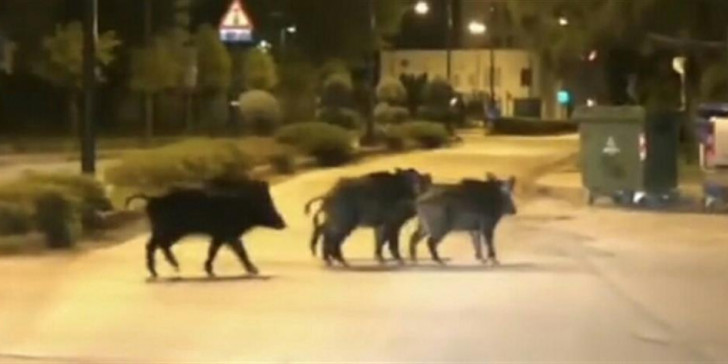 Αγριογούρουνο στη Ραφήνα