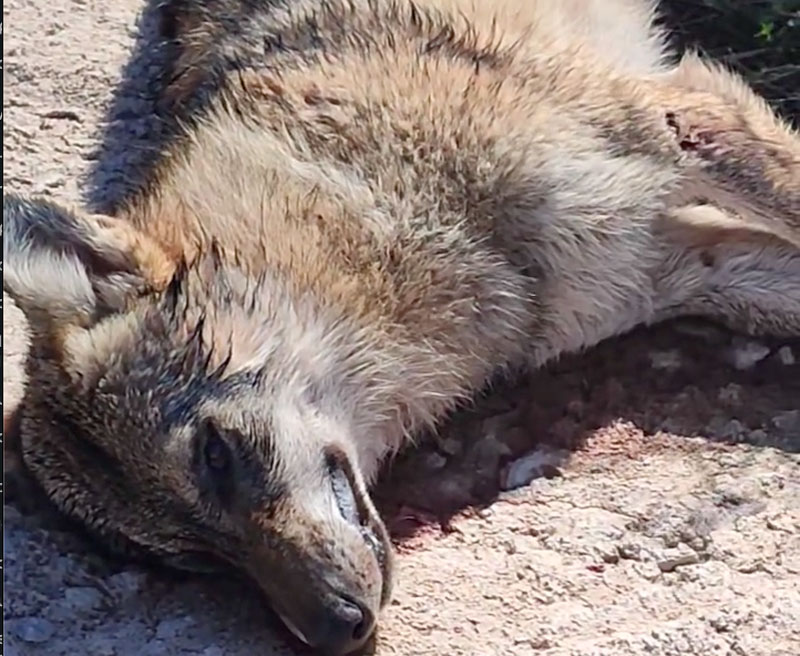 Τροχαίο με λύκο