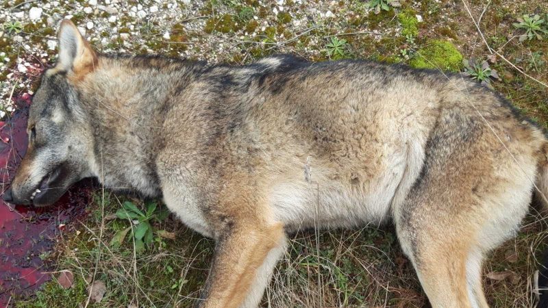 Τροχαίο με λύκο