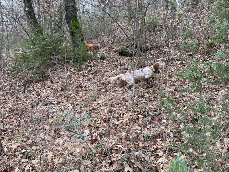 Πώς γίνεται η ολική αρθροπλαστική ισχίου στον σκύλο – Τα οφέλη της