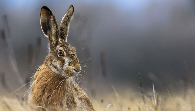 Λαγο...κουβέντες : Εκπαιδευτικά στον λαγό