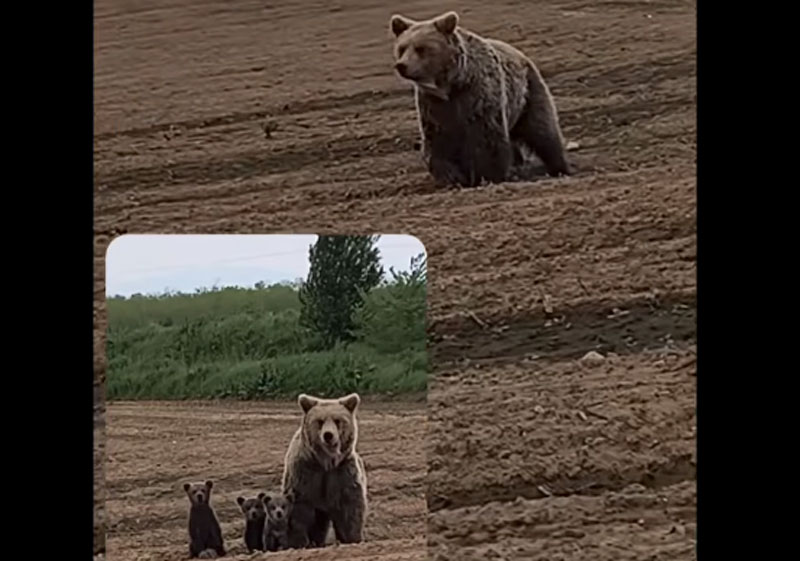 Αρκούδα με τρια αρκουδάκια στον κάμπο της Φλώρινας....VIDEO