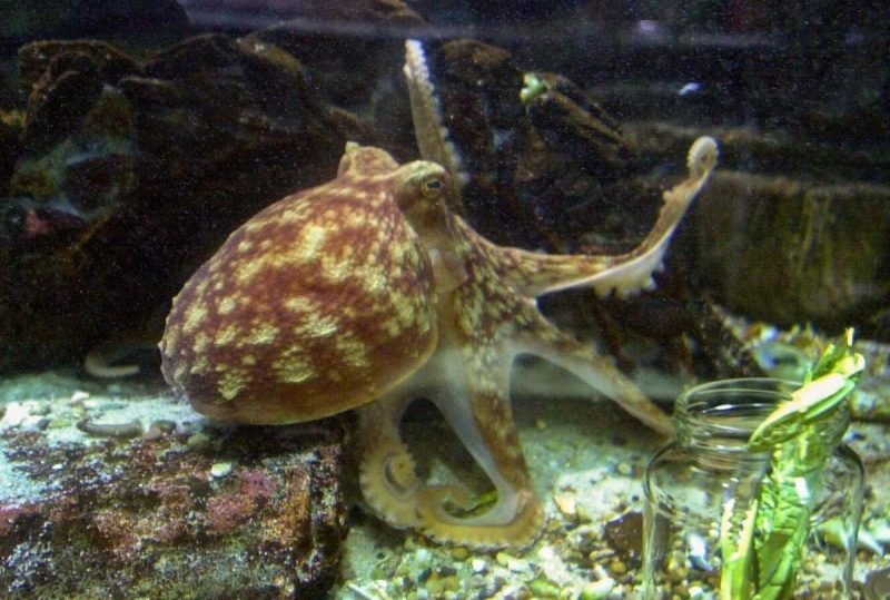 Πανεπιστήμιο Οξφόρδης : Ποιο ζώο θα κυριαρχήσει όταν εξαφανιστούν οι άνθρωποι