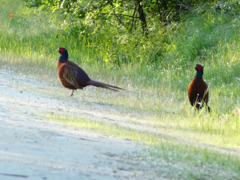 ΚΟΜΑΘ : Καταμέτρηση του πληθυσμού του κολχικού φασιανού στο Δέλτα Νέστου