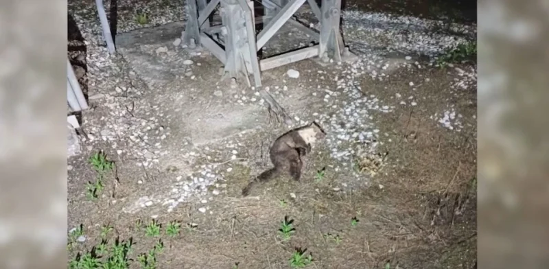 Ένα κουνάβι βύθισε στο σκοτάδι μεγάλο τμήμα του νομού Σερρών...VIDEO